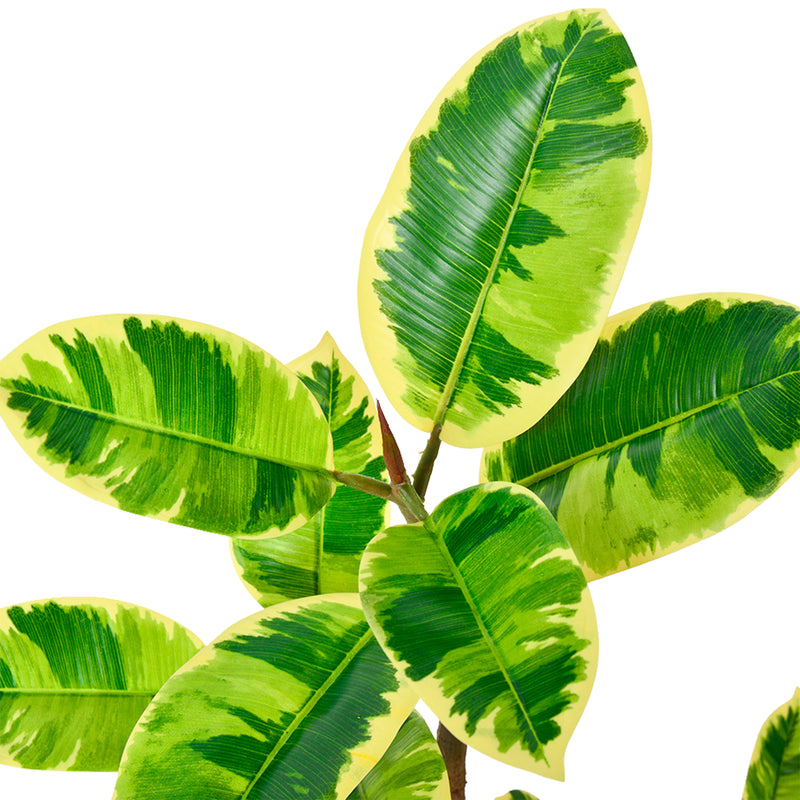 Cargue la imagen en el visor de la galería, Planta Decorativa Artificial para Exterior y Interior con 2m Alto, RUBBER TREE YELLOW - RUBBER