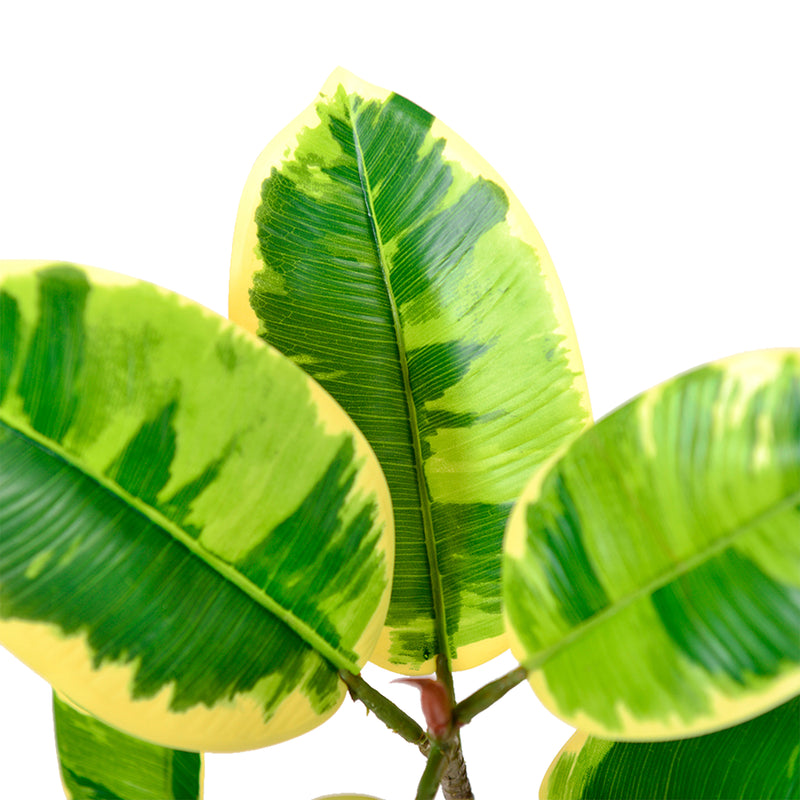 Cargue la imagen en el visor de la galería, Planta Decorativa Artificial para Exterior y Interior con 2m Alto, RUBBER TREE YELLOW - RUBBER